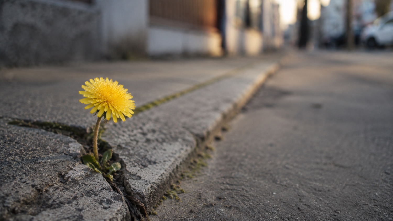 A dandelion growing from a crack in a city sidewalk.