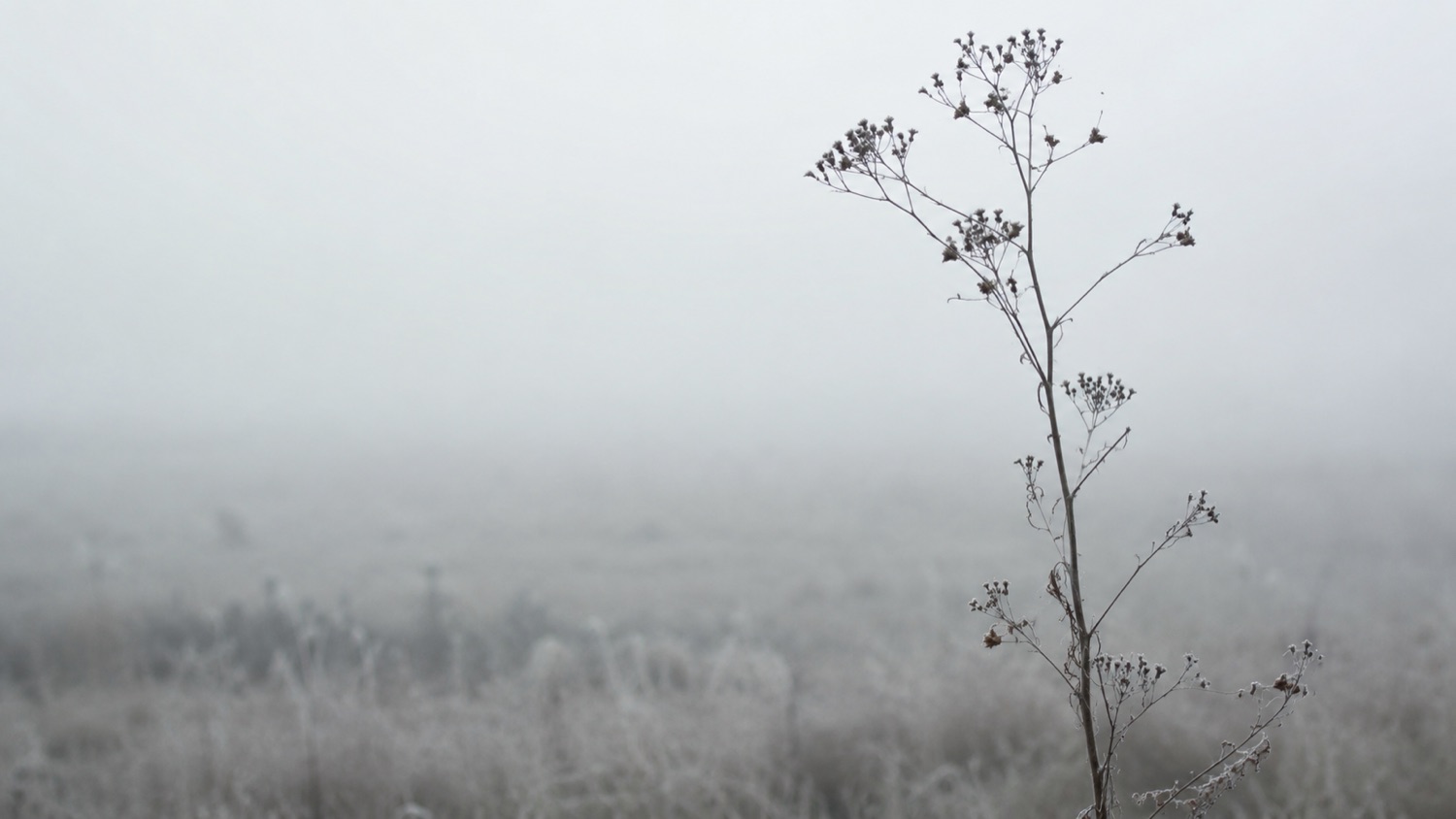 A single dry plant standing in cold morning mist.