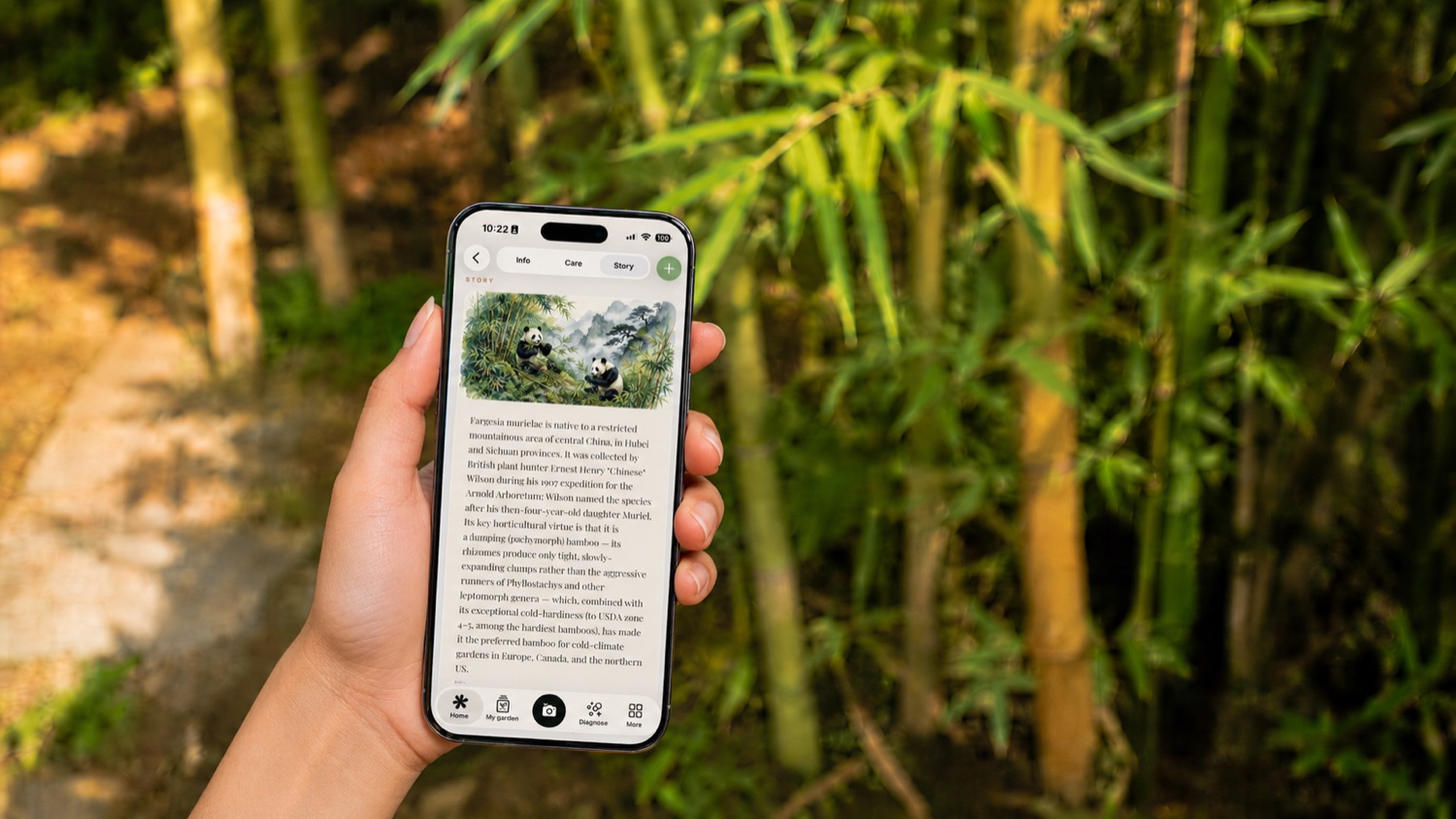 A hand holding a phone up to identify a plant outdoors.
