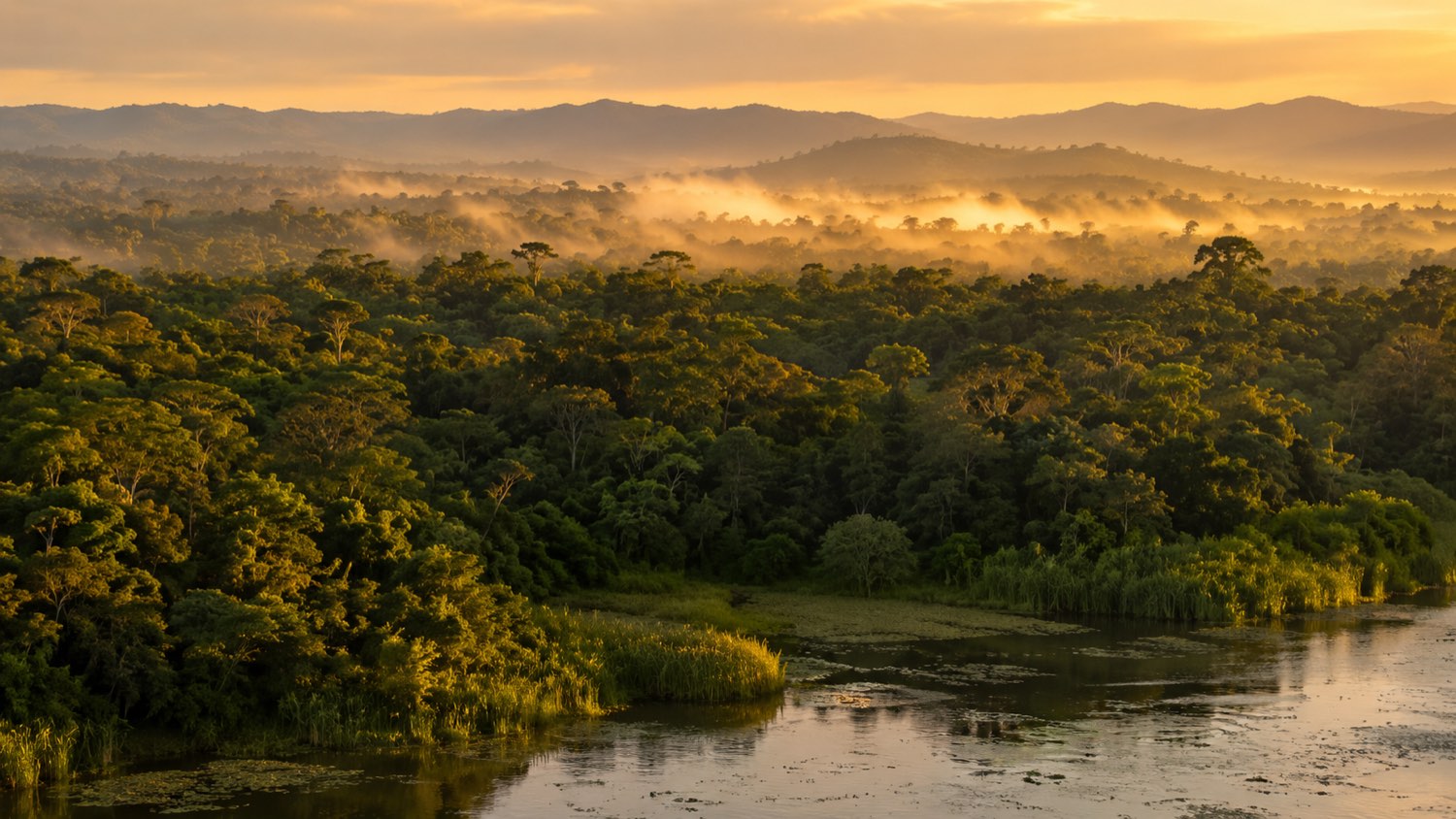 A vast healthy forest meeting a calm wetland at golden hour.